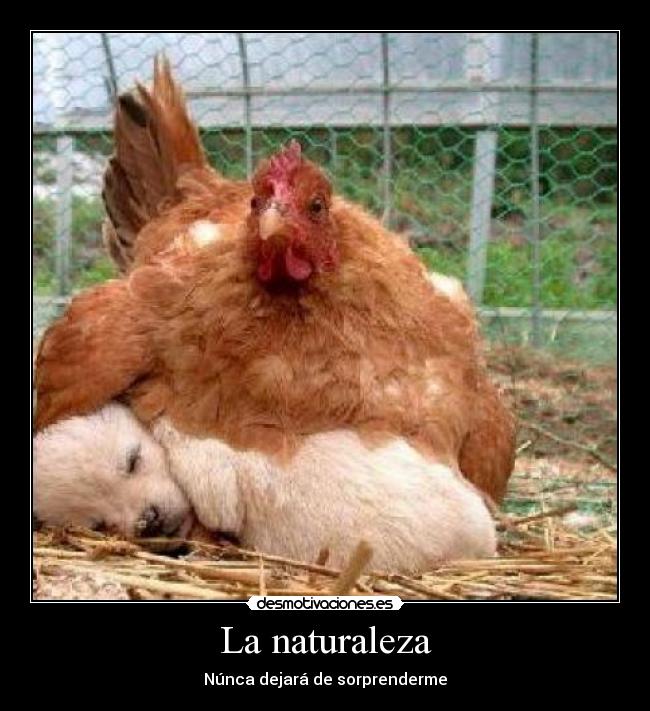 La naturaleza -