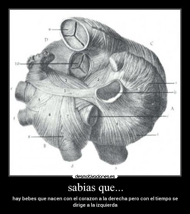 sabias que... - hay bebes que nacen con el corazon a la derecha pero con el tiempo se
dirige a la izquierda