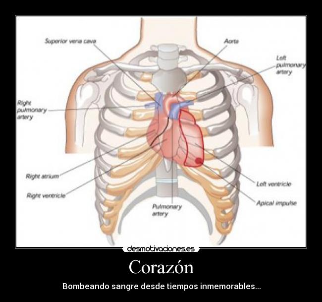 carteles corazon corazon tiempos inmemorables sangre bombeador organo vital del cuerpo humano gran joda desmotivaciones