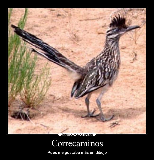 Correcaminos - Pues me gustaba más en dibujo