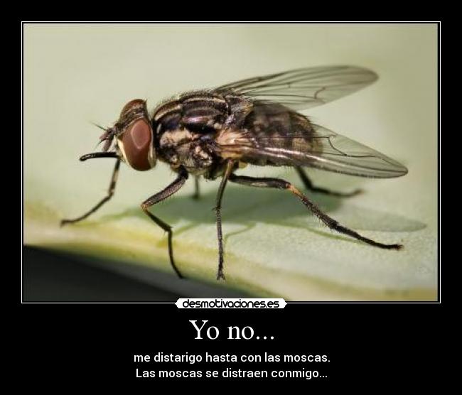 Yo no... - 