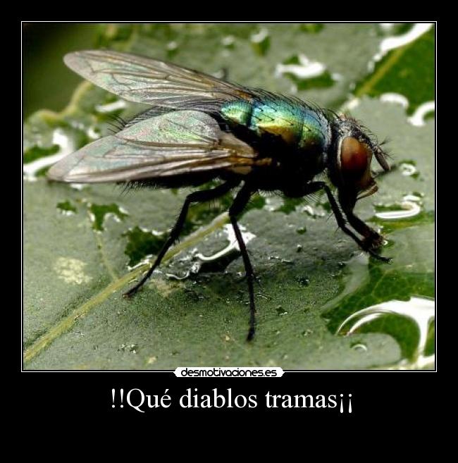 !!Qué diablos tramas¡¡ -