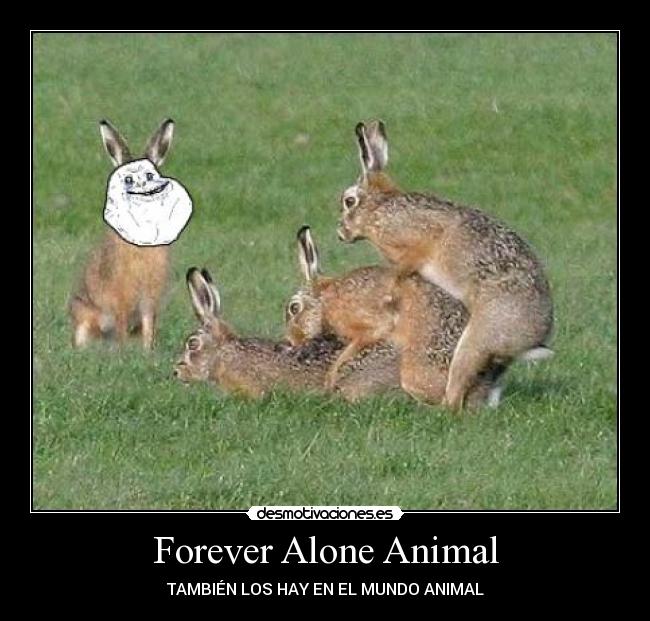 Forever Alone Animal - TAMBIÉN LOS HAY EN EL MUNDO ANIMAL