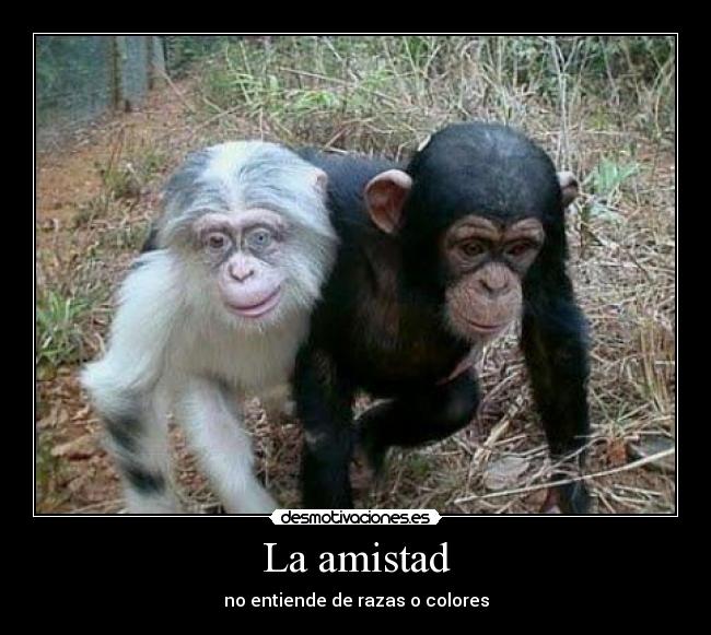 La amistad - no entiende de razas o colores