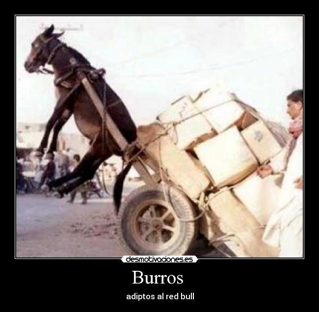 Burros  - 
