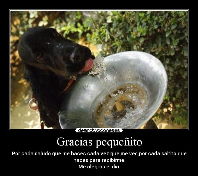 Gracias pequeñito - Por cada saludo que me haces cada vez que me ves,por cada saltito que
haces para recibirme.
Me alegras el día.