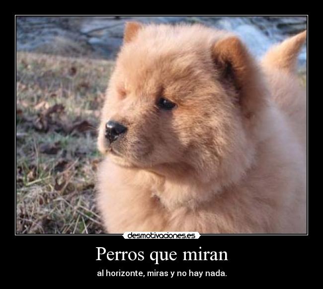 Perros que miran - al horizonte, miras y no hay nada.