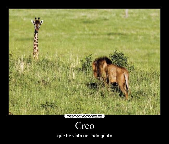 carteles creo ver lindo gatito desmotivaciones