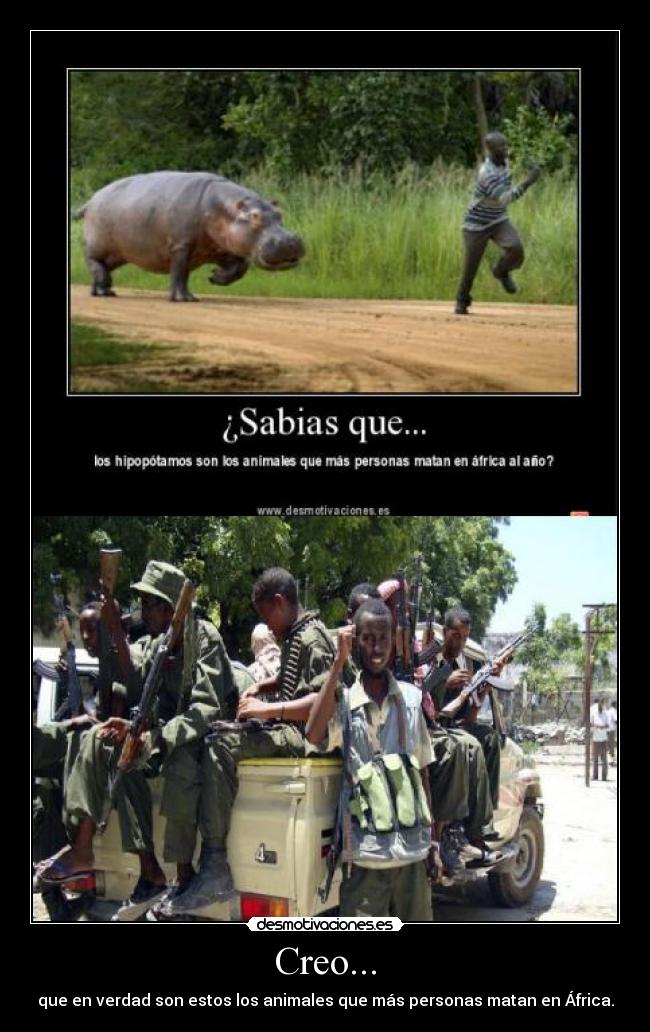Creo... - que en verdad son estos los animales que más personas matan en África.