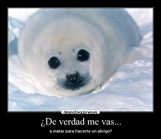 ¿De verdad me vas... -