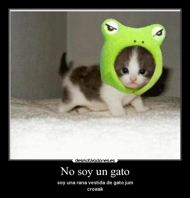 No soy un gato - soy una rana vestida de gato jum
croaak