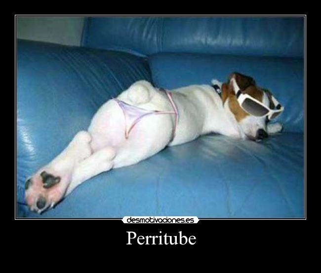 Perritube - 