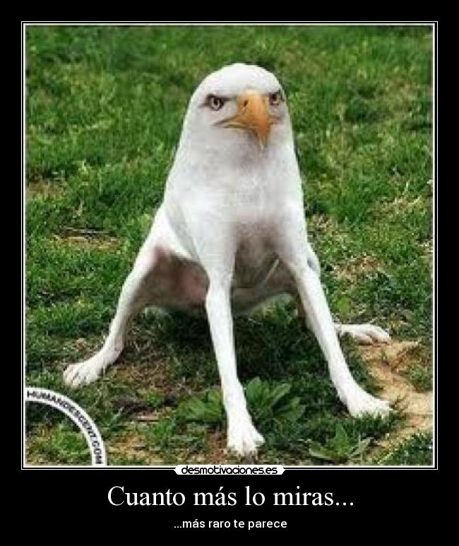 Cuanto más lo miras... - ...más raro te parece