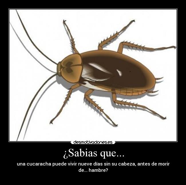 ¿Sabias que... - 