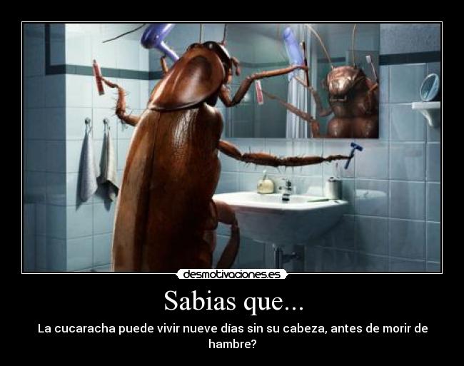 Sabias que... - La cucaracha puede vivir nueve días sin su cabeza, antes de morir de hambre?