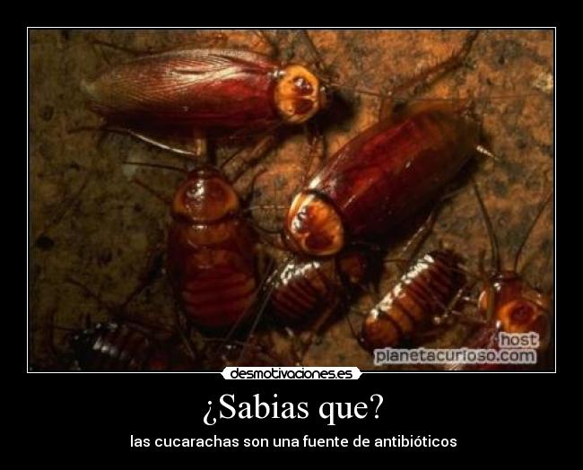 ¿Sabias que? - 