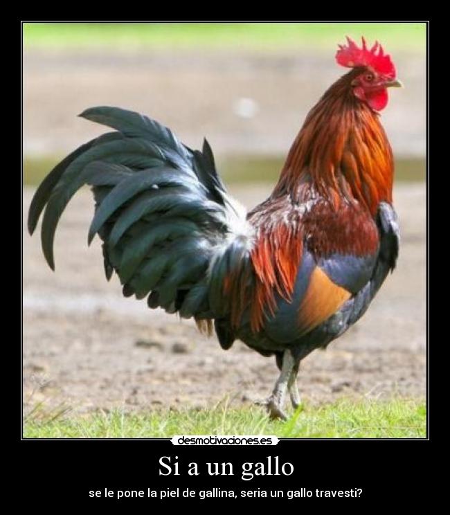 carteles gallo desmotivaciones
