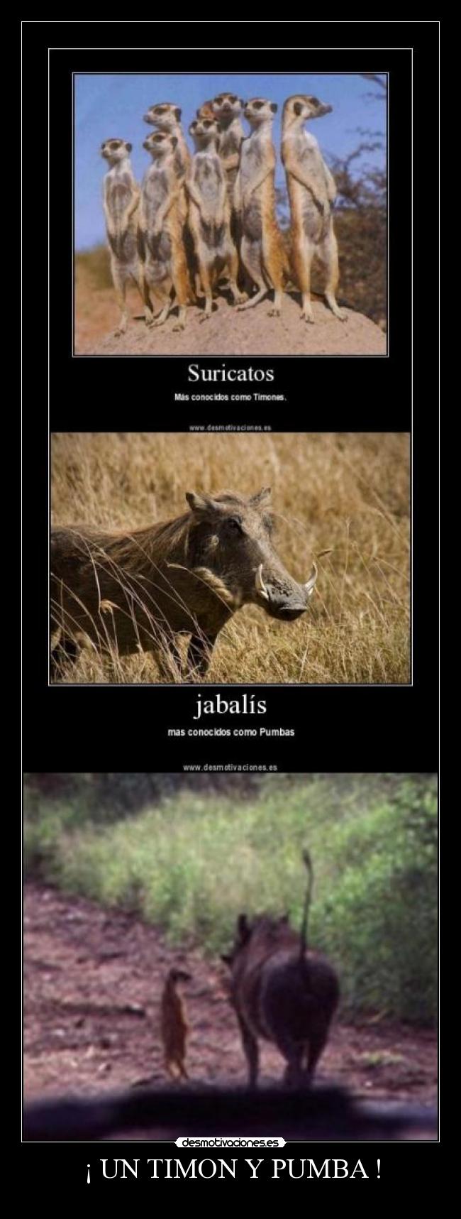 ¡ UN TIMON Y PUMBA ! -