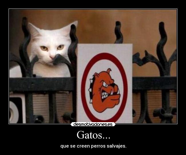 Gatos... -