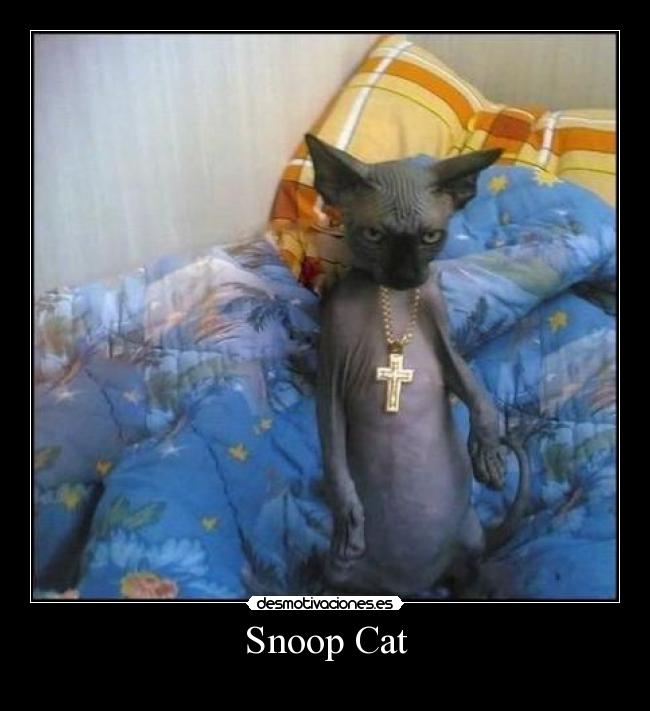 Snoop Cat -