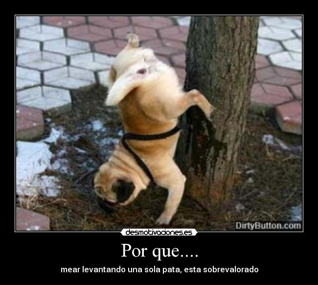 Por que.... -
