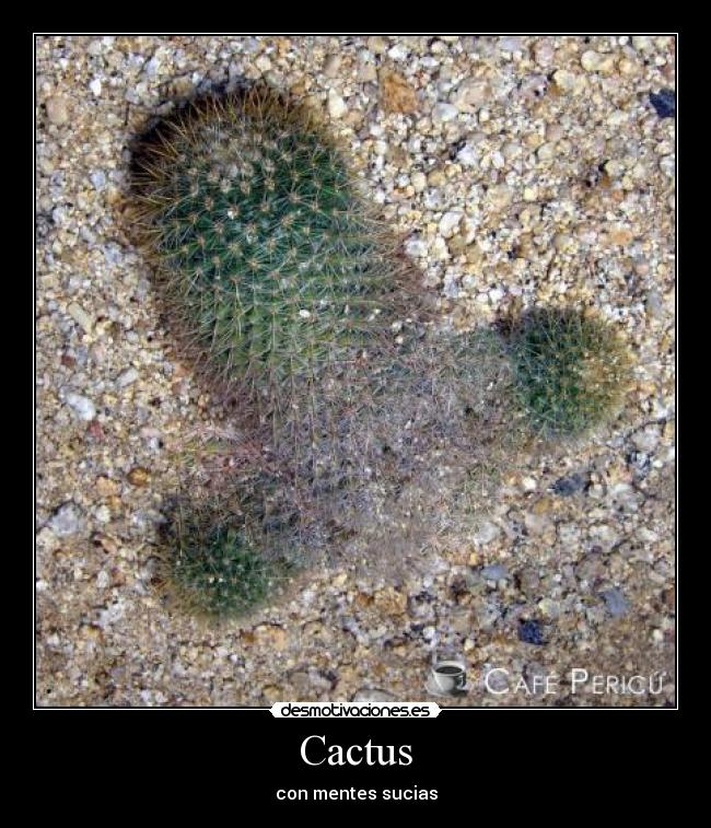 Cactus - con mentes sucias