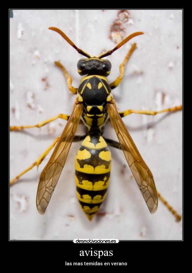 avispas - 