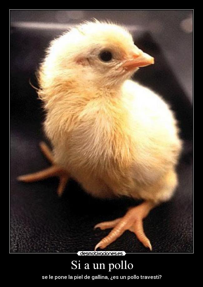 Si a un pollo -