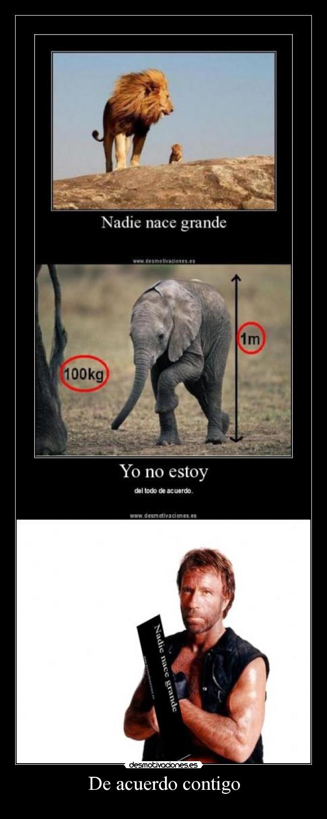 carteles xmario desmotivaciones principal de acuerdo contigo chuck norris desmotivaciones