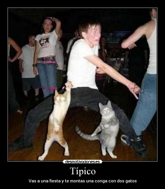 Típico - Vas a una fiesta y te montas una conga con dos gatos