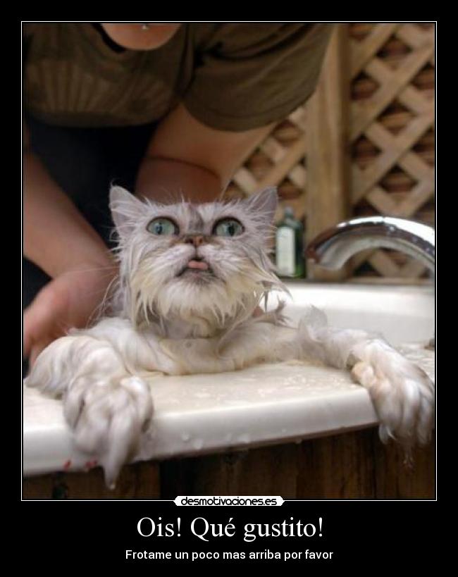 Ois! Qué gustito! - Frotame un poco mas arriba por favor