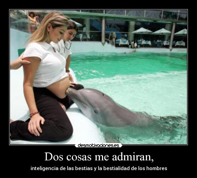 carteles delfinoterapia delfin desmotivaciones