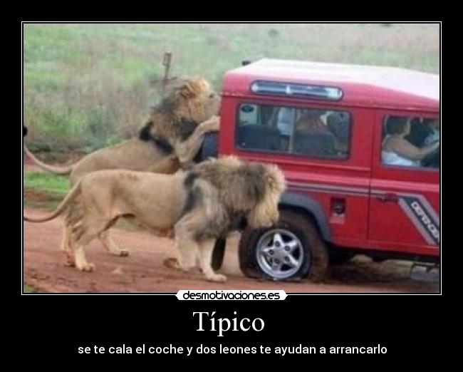 Típico  - se te cala el coche y dos leones te ayudan a arrancarlo