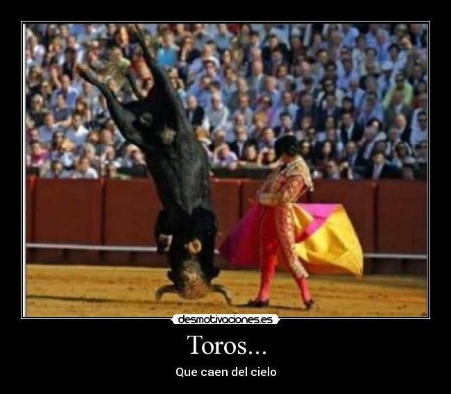 Toros... - 