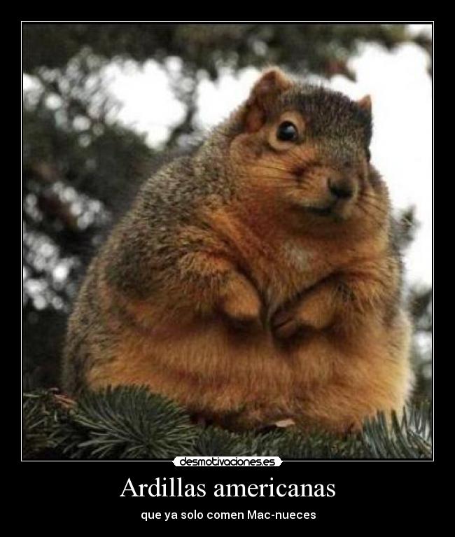 Ardillas americanas - 