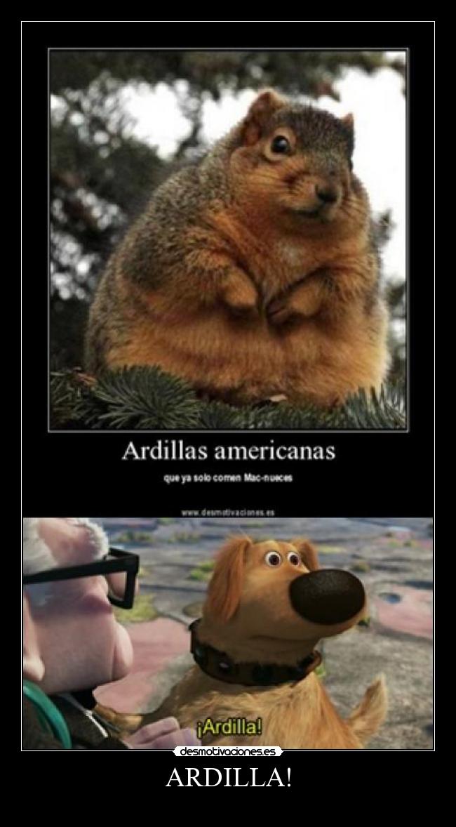 ARDILLA! - 