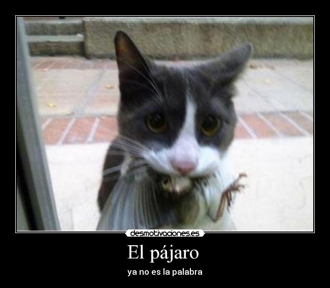 El pájaro - ya no es la palabra