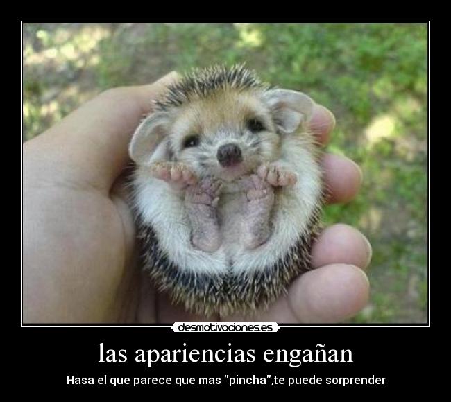 las apariencias engañan -