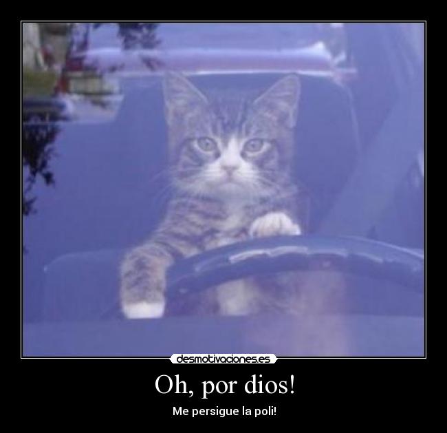 carteles dios gato desmotivaciones