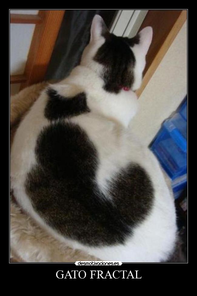 GATO FRACTAL - 