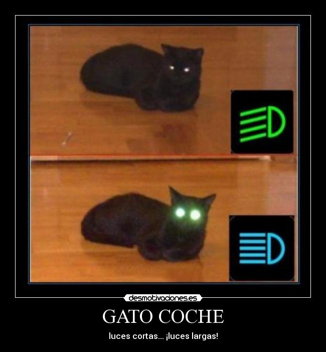 GATO COCHE - 
