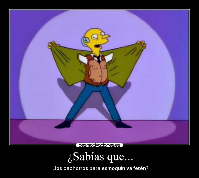 ¿Sabías que... - ...los cachorros para esmoquin va fetén?