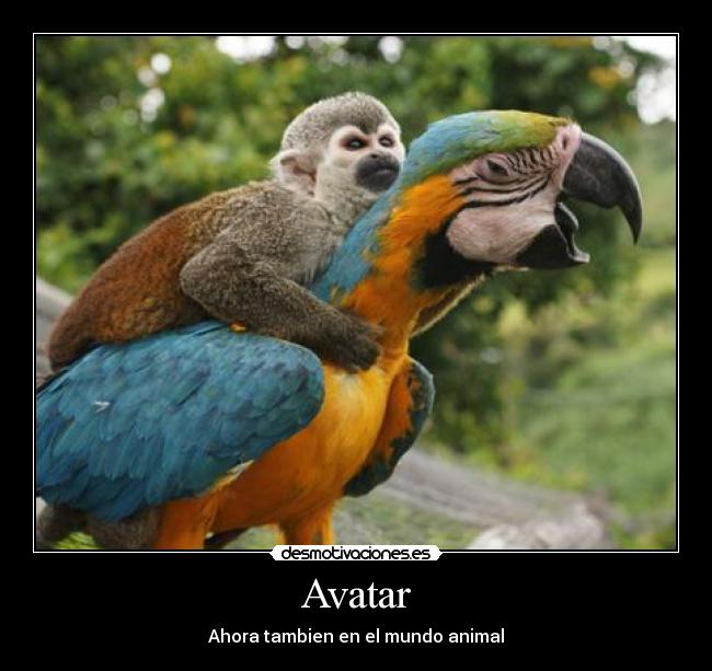 Avatar - 