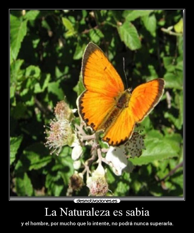 La Naturaleza es sabia - y el hombre, por mucho que lo intente, no podrá nunca superarla.