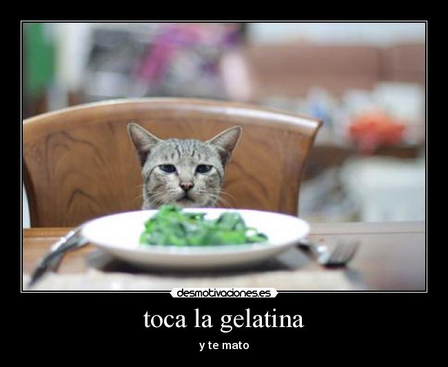 toca la gelatina - y te mato