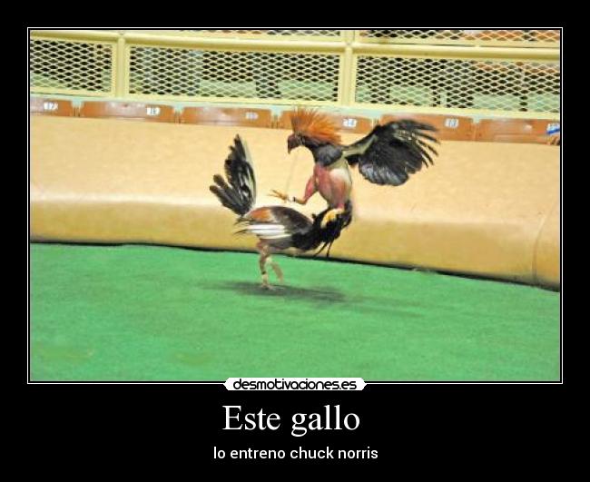 Este gallo  - lo entreno chuck norris