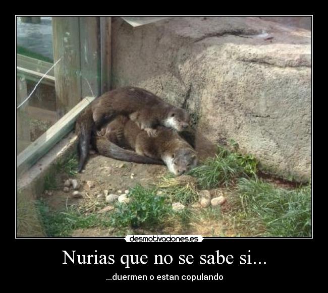 Nurias que no se sabe si... - ...duermen o estan copulando