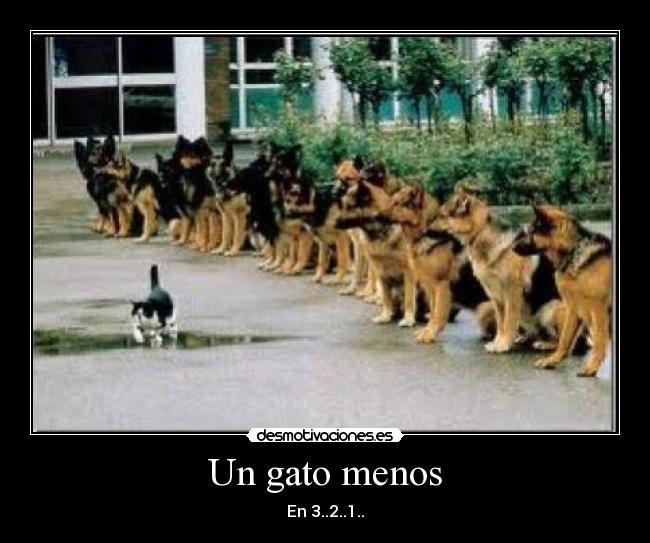 Un gato menos - En 3..2..1..