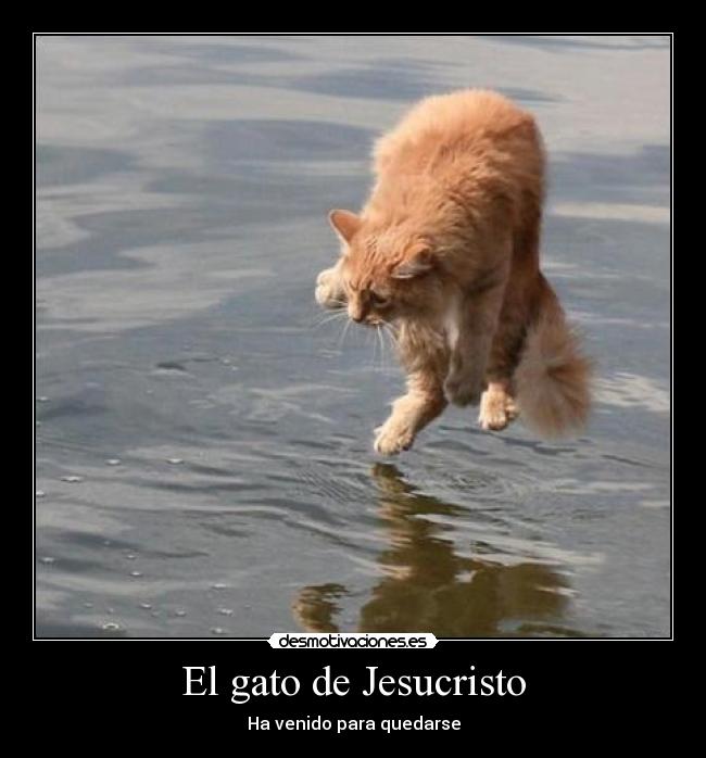 El gato de Jesucristo - Ha venido para quedarse