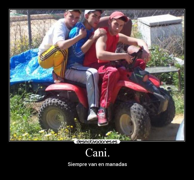 Cani. - Siempre van en manadas